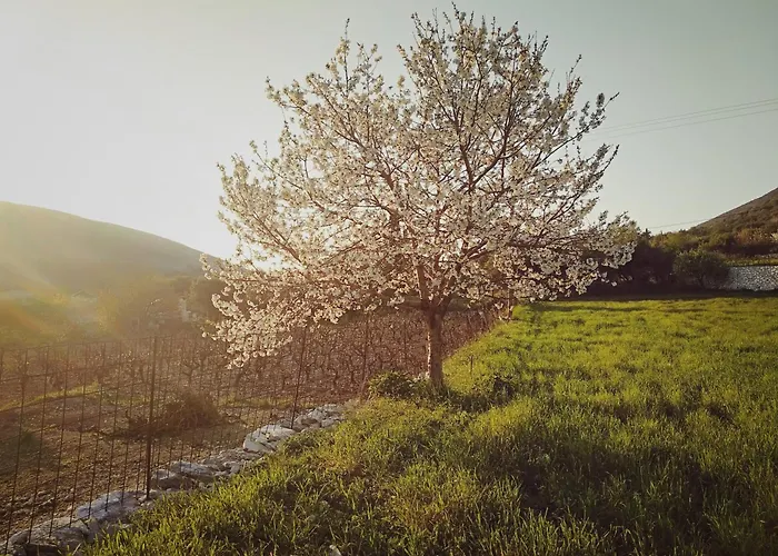 Дом отдыха Cephalonian Countryside
