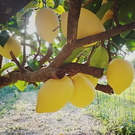 Holiday home Cephalonian Countryside Divarata