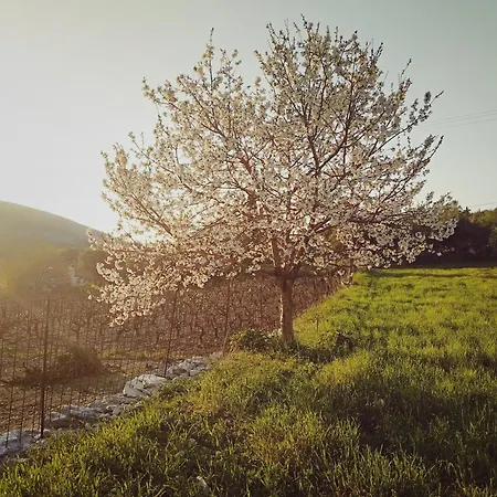 Σπίτι διακοπών Cephalonian Countryside