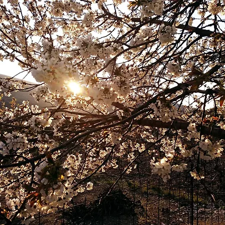 Casa vacanze Cephalonian Countryside *